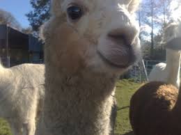 female alpaca