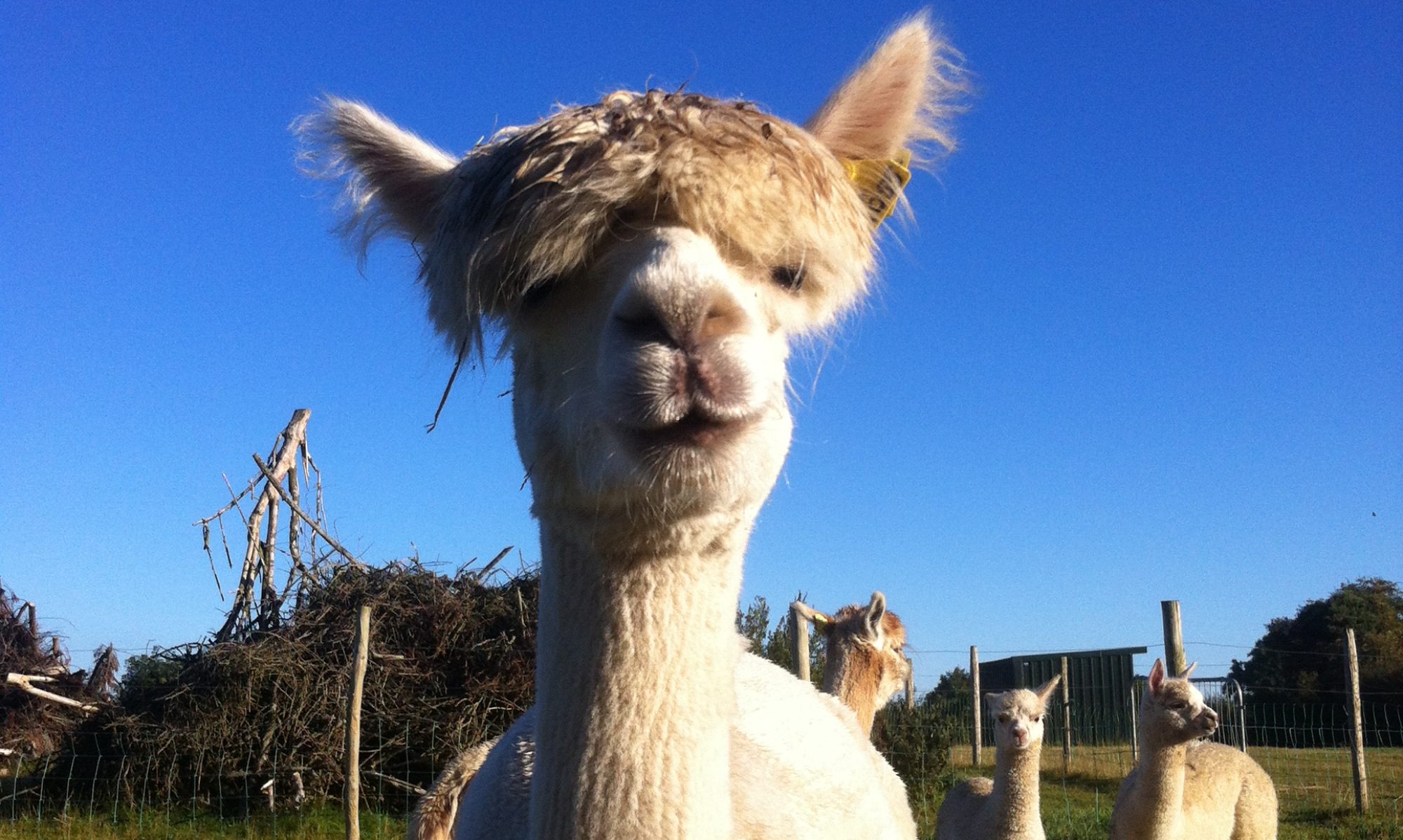 Close up female alpaca