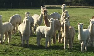alpaca farm group