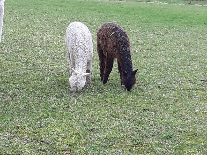 2 suri cria