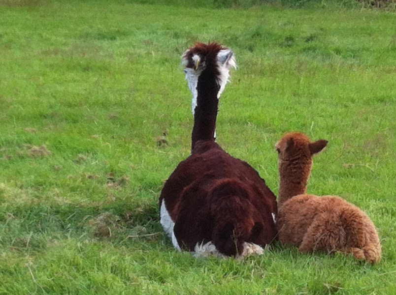mother and baby Dam and cria alpaca