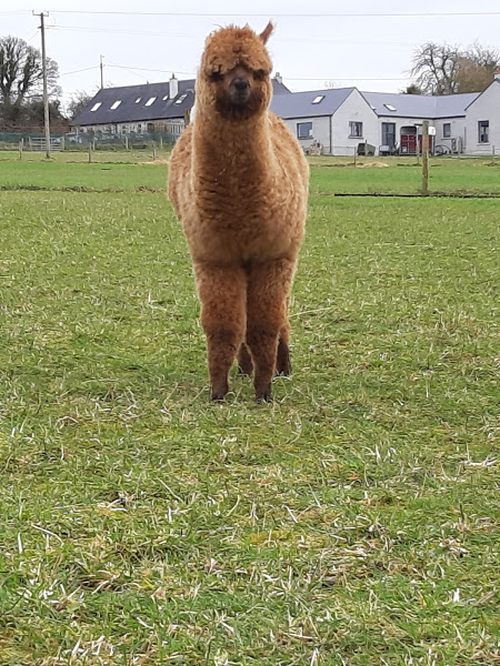 brown female alpaca