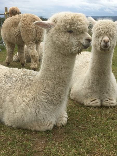 2 female alpaca