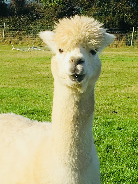 Male alpaca