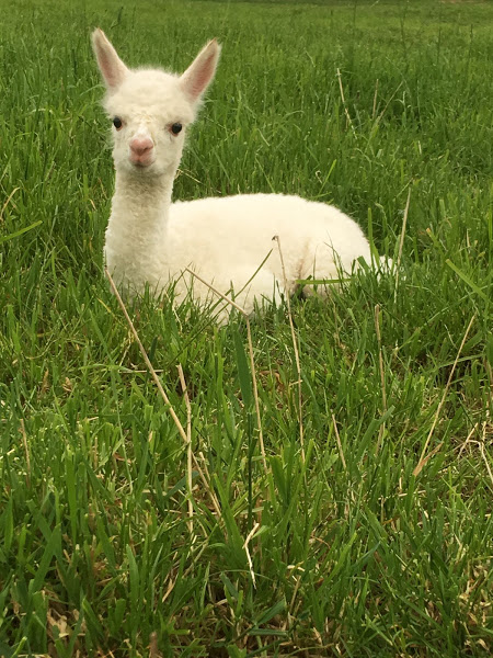 Baby Alpaca