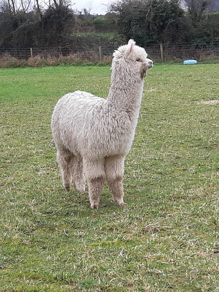 older cria