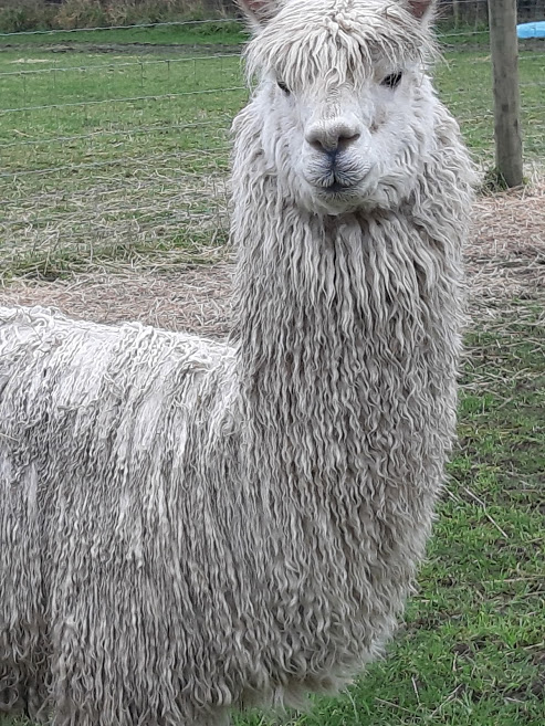 male suri alpaca