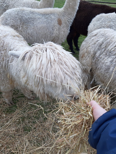 Suri alpaca eating hay