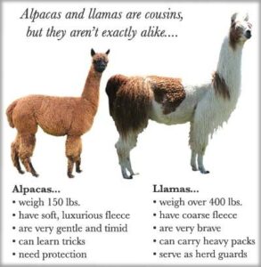 alpaca vs llama