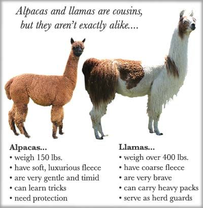 what do llamas do in alto