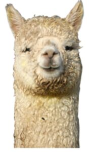 tinryland alpacas favicon