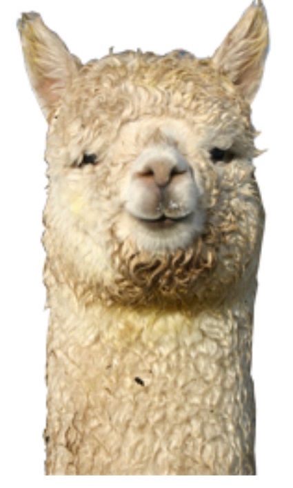 Selling Alpacas Alpaca Experience Sales List 2023 Tinryland