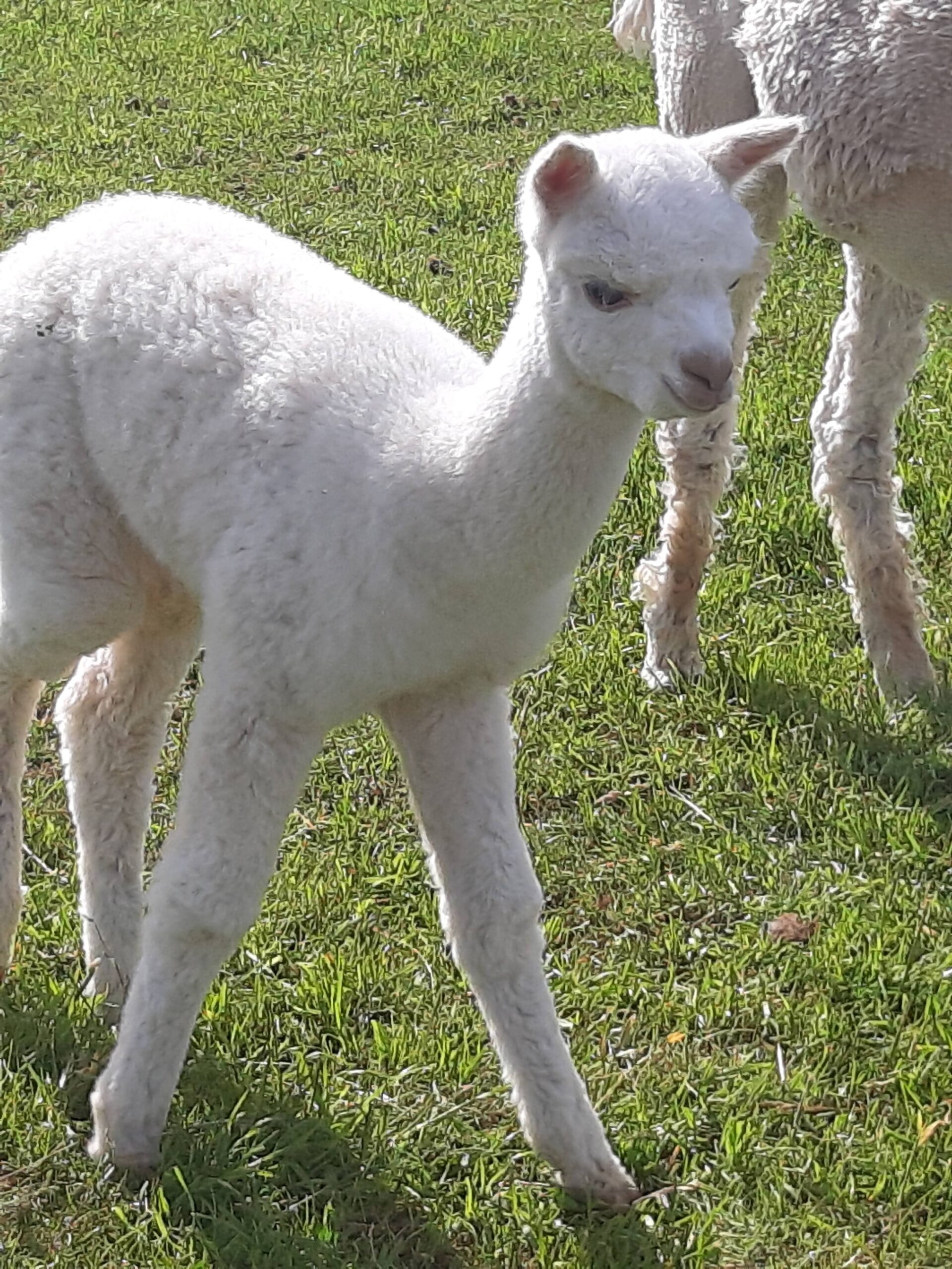 baby alpaca