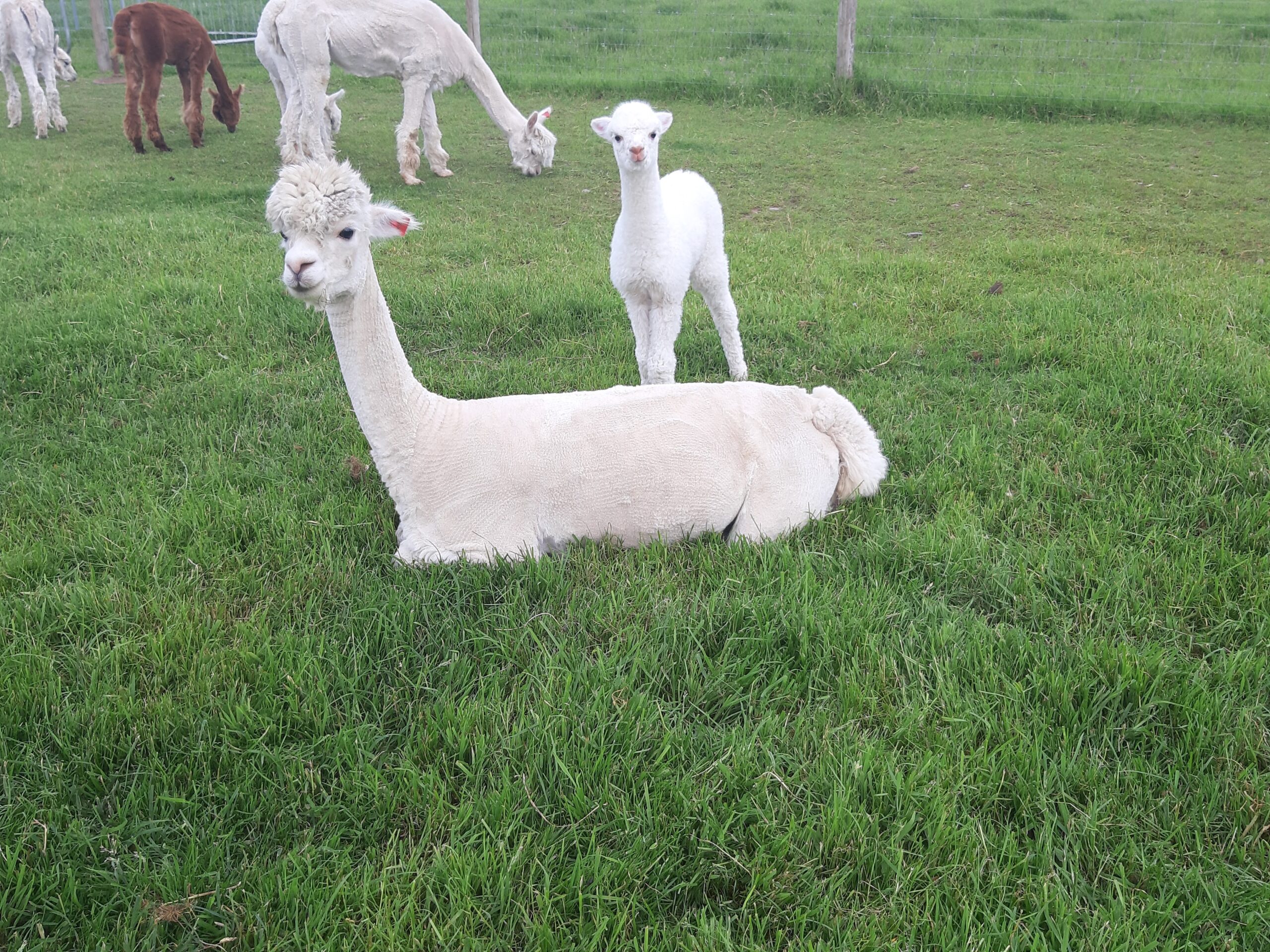 alpaca mother and baby