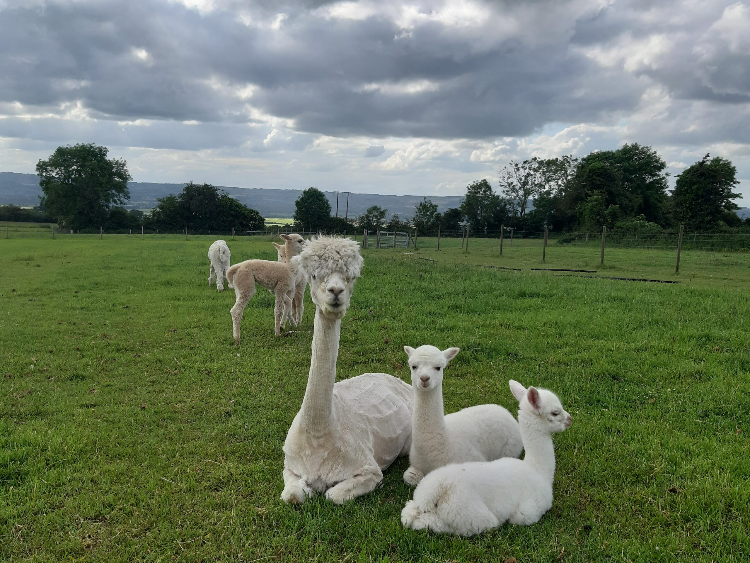 Dam and cria